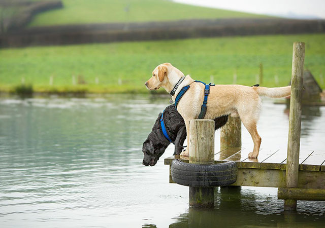 Bradley and Gibson by the Lake