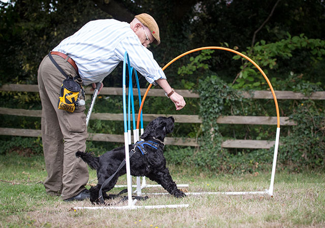 Dogs Agility