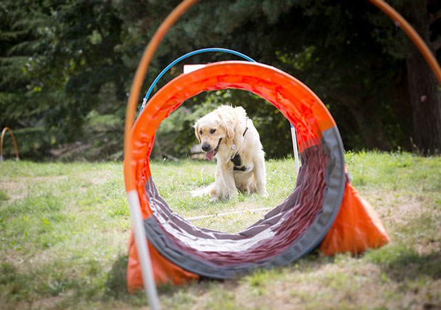 Dog Agility