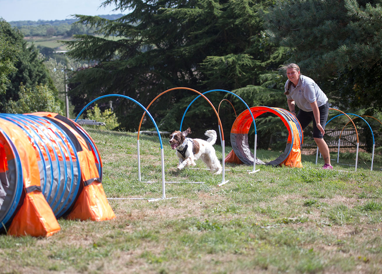Dog Agility Course